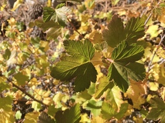 Ribes nevadense
