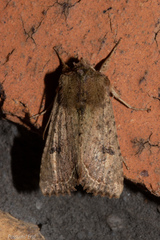 Meterana inchoata