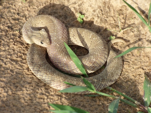 Spotted Night Adder