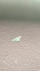 Hemidromodes sabulifera