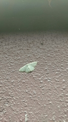 Hemidromodes sabulifera