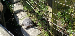 Sternotherus