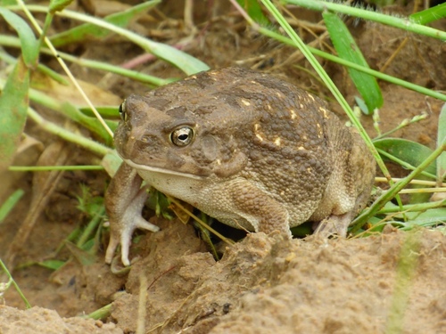 Egyptian Toad