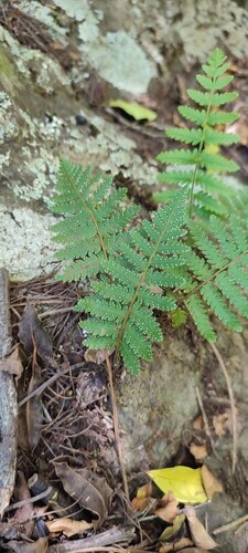 Arthropteris orientalis observed 2023-01-08