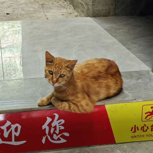 Domestic Cat
