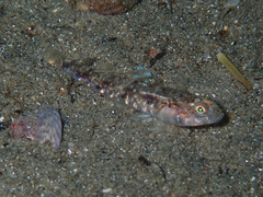 Pomatoschistus pictus
