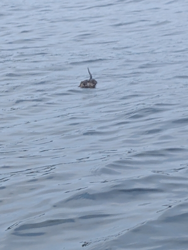 Muskrat