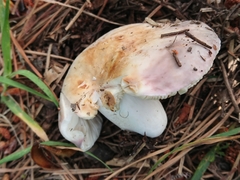 Russula grisea