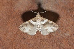 Leucatomis incondita