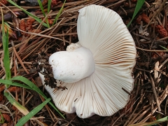 Russula grisea