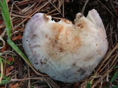 Russula grisea