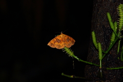 Singara diversalis