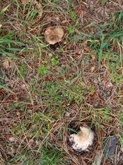 Russula grisea