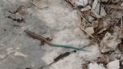 Pholidoscelis wetmorei