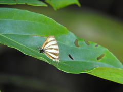 Arawacus separata