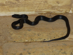 Boaedon fuliginosus