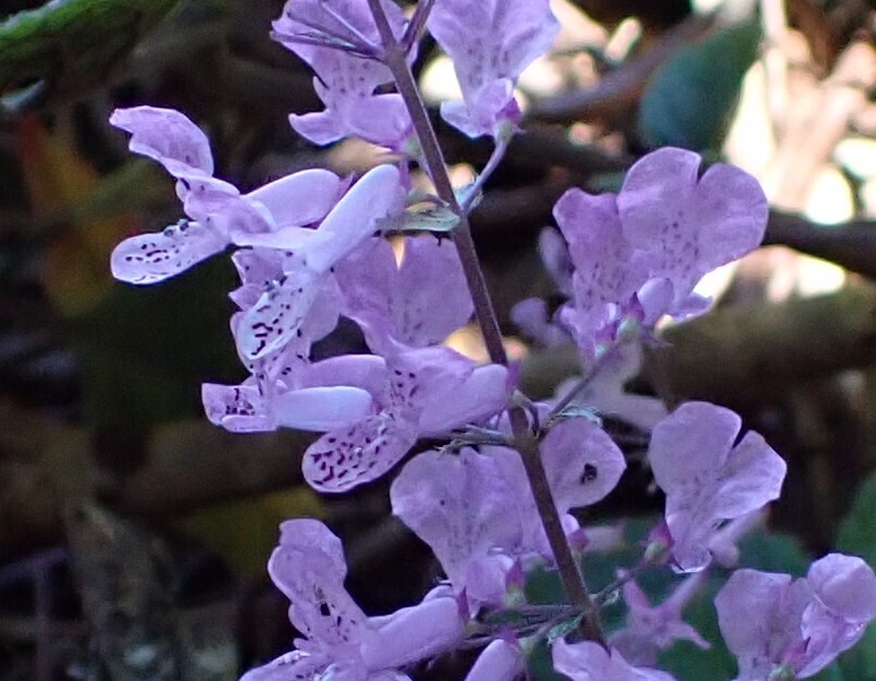 Mauve Spurflower