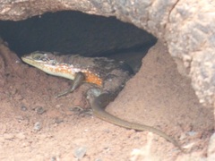 Trachylepis perrotetii