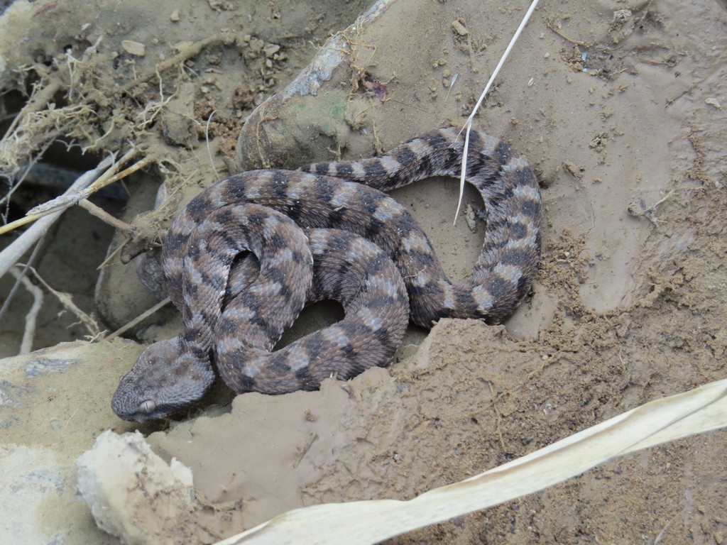 Hajar Saw-Scaled Viper