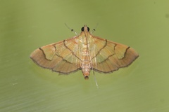 Orphanostigma haemorrhoidalis