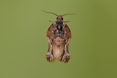 Argyrotaenia citharexylana