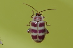 Asphaera quadrifasciata