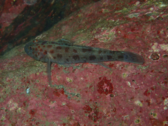 Thorogobius ephippiatus
