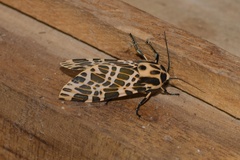 Hypercompe theophila