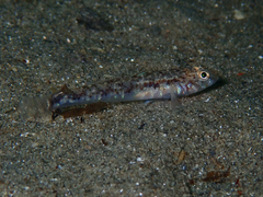 Pomatoschistus pictus