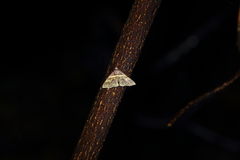 Bertula abjudicalis
