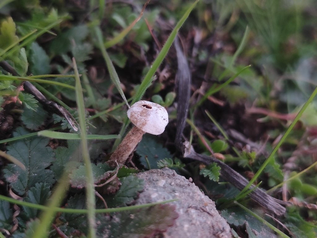 Tulostoma brumale · July 2025 · photo: © nicolas_joak (iNaturalist, cc0)