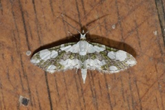 Eupithecia junctifascia