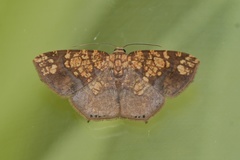 Nematocampa