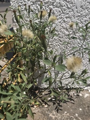 Porophyllum ruderale