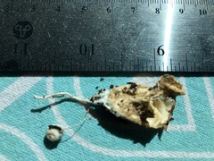 Lysurus mokusin
