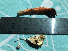 Lysurus mokusin