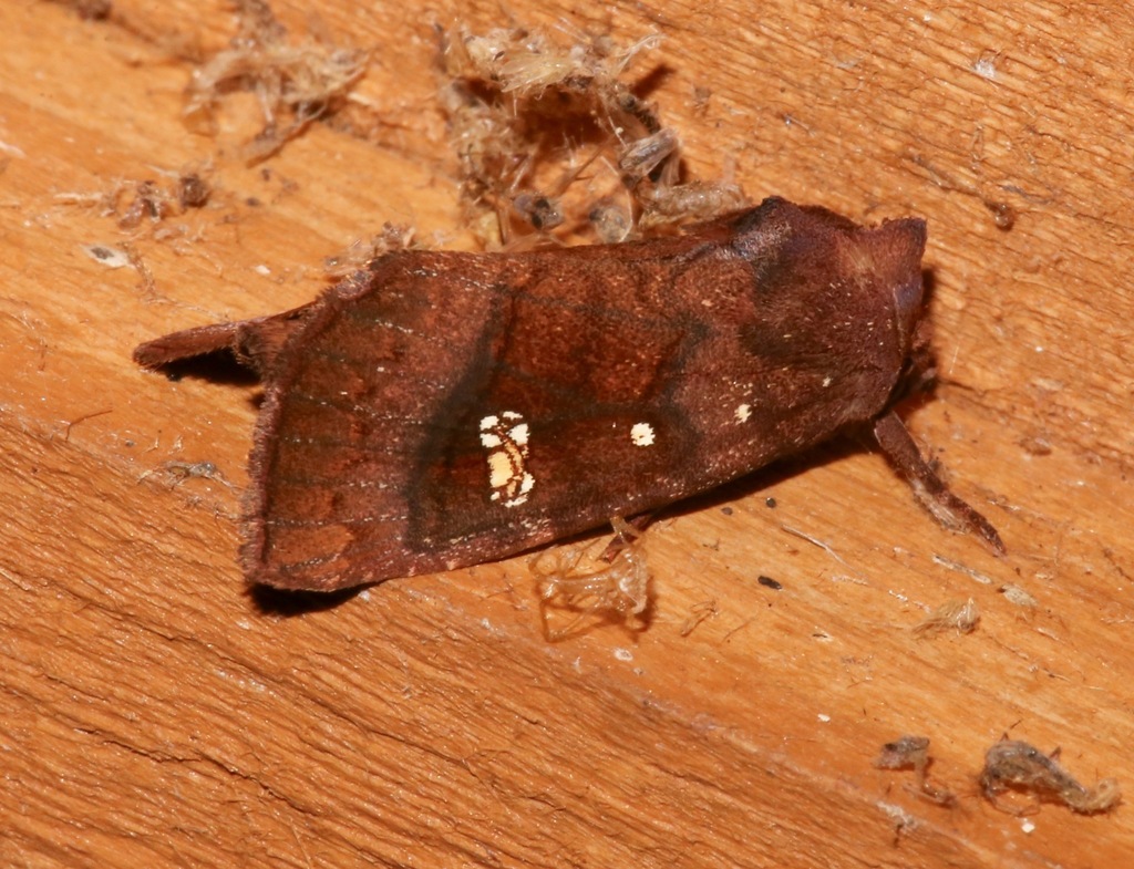 Buffalo Moth