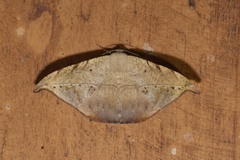 Oxydia platypterata