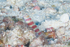 Amblyeleotris wheeleri