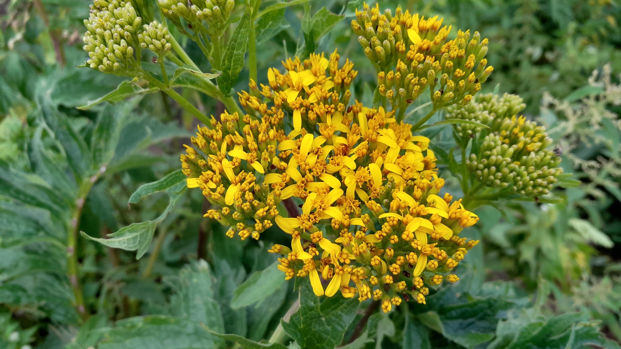 Flor de la pasión