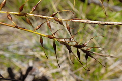Tough Sedge (Carex astricta)