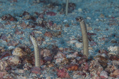 Gorgasia maculata