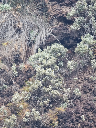 Helichrysum obconicum, photograph 1