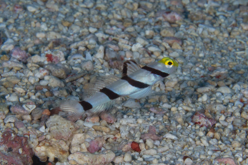Yellownose shrimpgoby (Stonogobiops xanthorhinica) — Gobiidae — 5