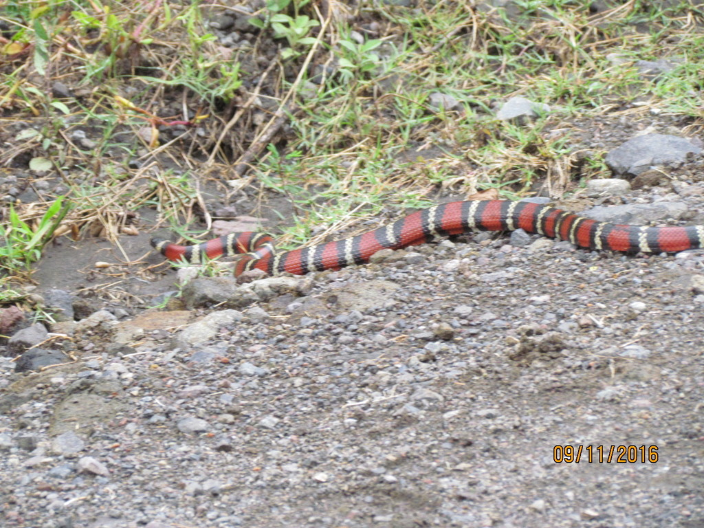 Ruthvens Kingsnake in November 2016 by Forest_13 · iNaturalist