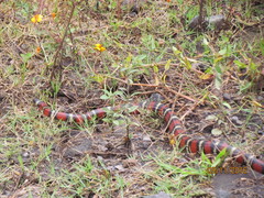 Lampropeltis ruthveni