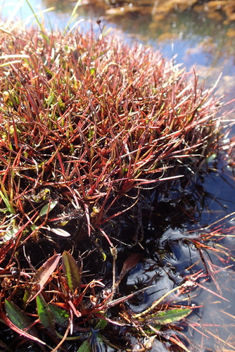 Antarctic rush (Juncus antarcticus)