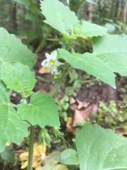 Solanum sarrachoides