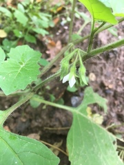 Solanum sarrachoides
