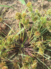 Cyperus squarrosus